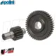 MF8338 Ingranaggi Allungati z17/43 Polini per Honda Wallaroo 50 2T